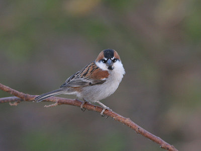 Iago Sparrow, Kapverdesparv, Passer iagoensis