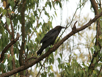 Brown-Necked Raven, kenkorp, Corvus ruficollis