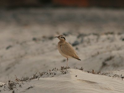 Cream-Coloured Courser, kenlpare, Cursorius cursor exsul