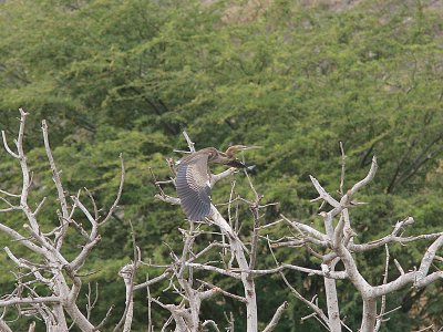 Purple Heron, Purpurhger, Ardea purpurea bournei