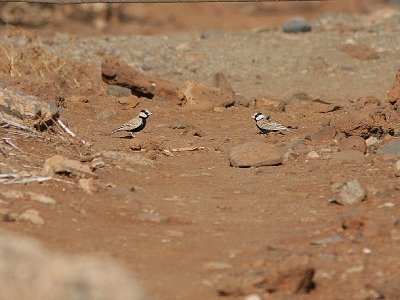 Black-Crowned Sparrow-Lark, Svartkronad finklrka, Eremopterix nigriceps