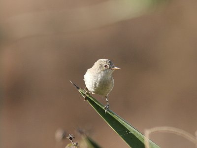 Cape Verde Warbler, Kapverdesngare, Acrocephalus brevipennis