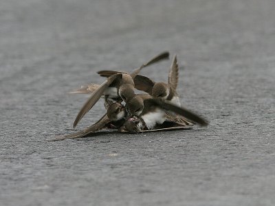 Sand Martin, Backsvala, Riparia riparia