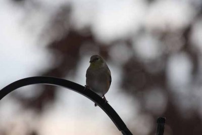 kensington_park_2009