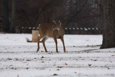 kensington_park_2009