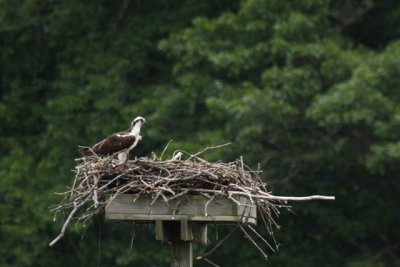Kensington Osprey Banding