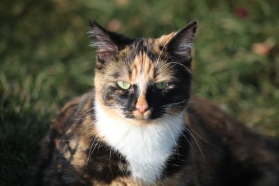 Georgie