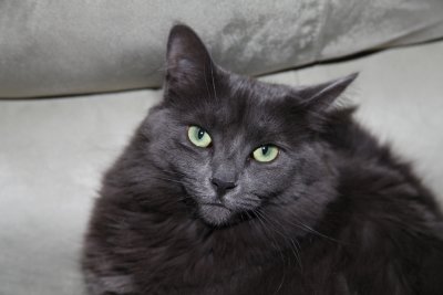 Cats