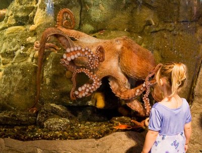 Giant Octopus & Small Human
