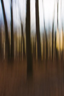Forest Abstracts