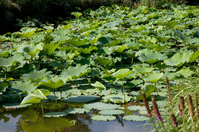 Water Lillies #4