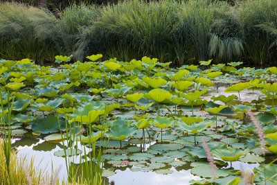 Water Lillies #2