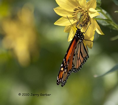 Migration of the Monarchs