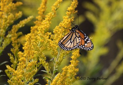 Migration of the Monarchs