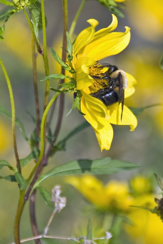 Bumble Bee