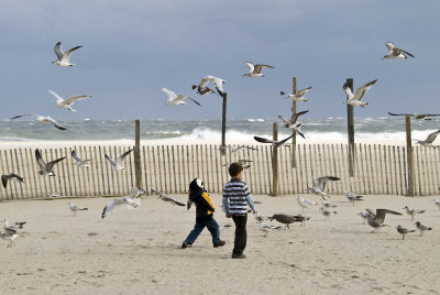 Sea Gulls