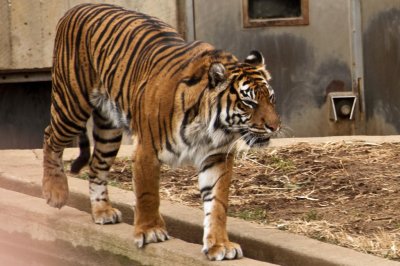 Sumatran Tiger