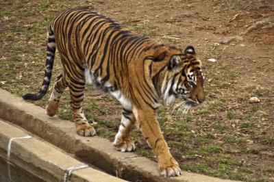 Sumatran Tiger