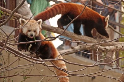 Red Pandas
