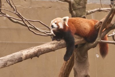 Red Panda