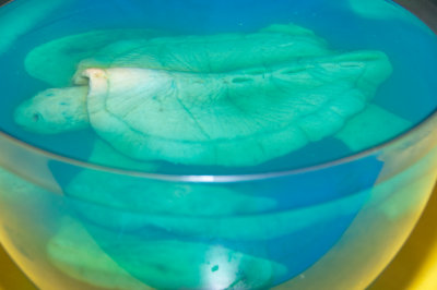 Tortilla Turtle in Jello Fishbowl