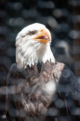 American Bald Eagle