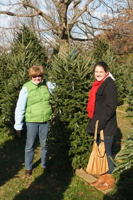 Going to Get the Tree 2010