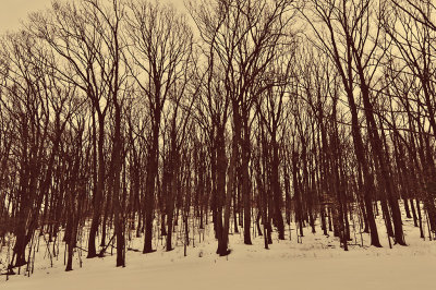 Winter Woods