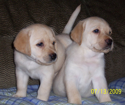 indexpups053109