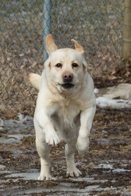 Dog Photos