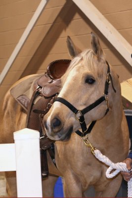 Horse Expo 2008