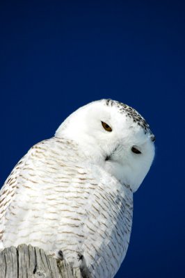Harfang / Snowy owl