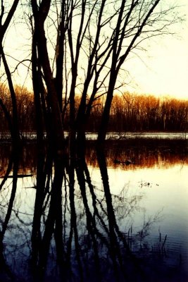 Arbres / Trees