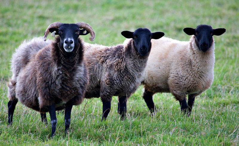 Mountain Ewe + Lambs