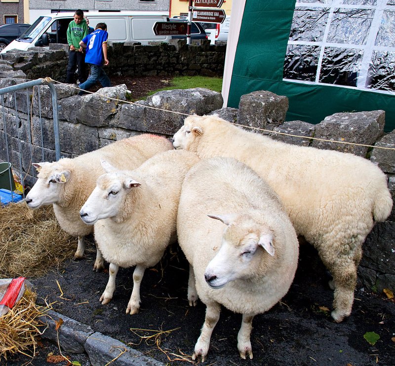 Galway Sheep