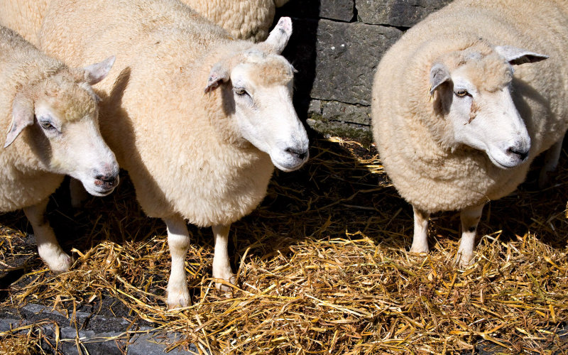 Purebred Galway Sheep