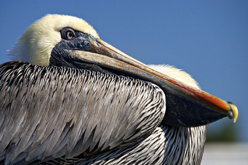 Brown Pelican