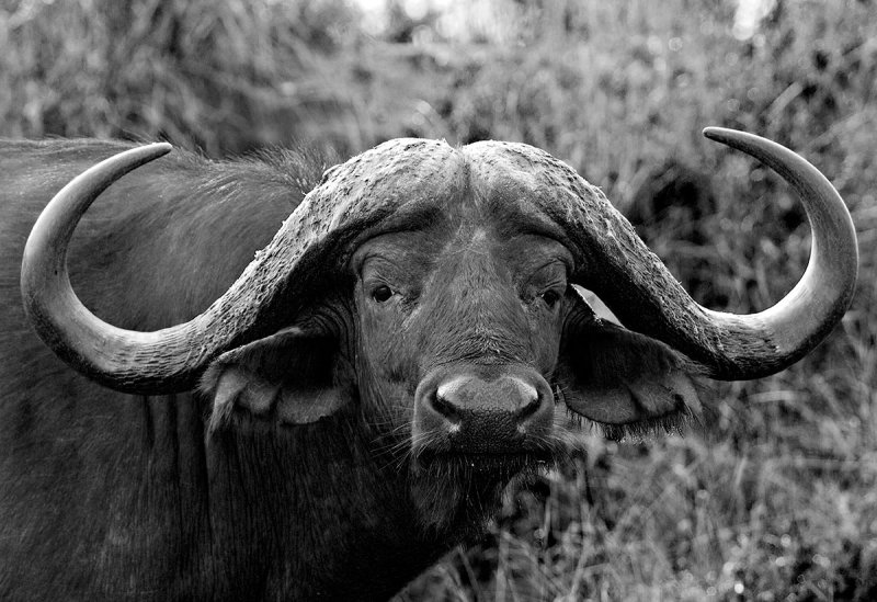 Buffalo Bull