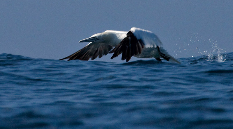 Northern Gannet