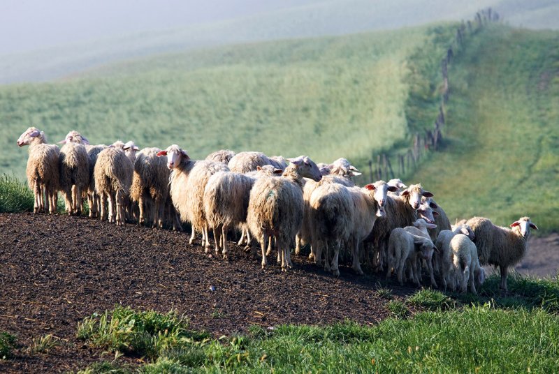 Tuscany Sheep