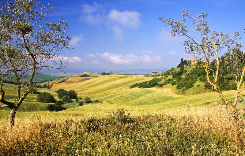 Tuscany Landscape *