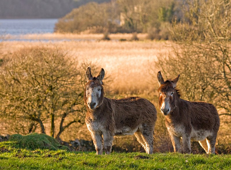Corofin Donkeys