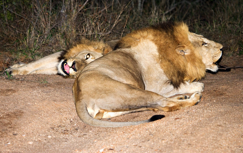 Mapogo Males Roaring at Night