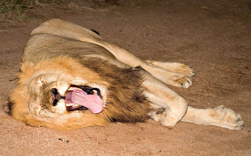 Mapogo Male Yawning
