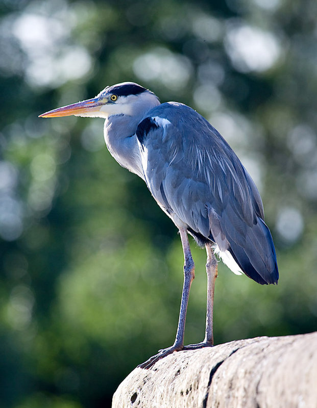 Grey Heron