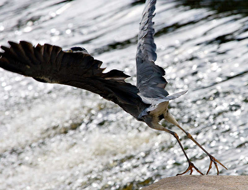 Grey Heron Take-off