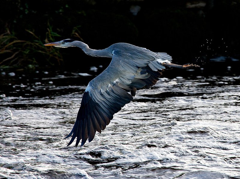 Grey Heron