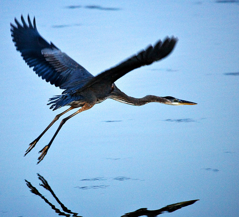 Blue Heron in flight