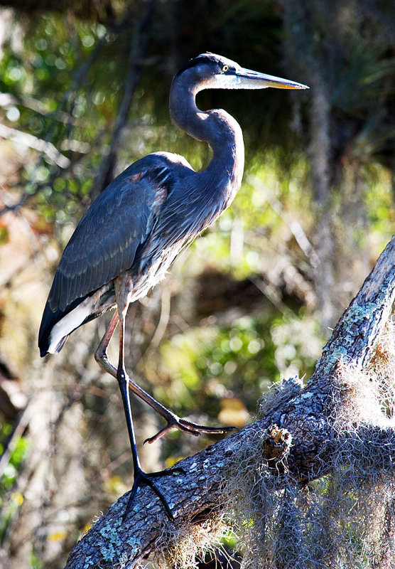 Blue Heron Perched