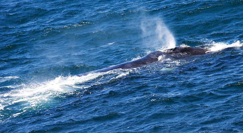 Southern Right Whale